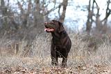 LABRADOR 1143